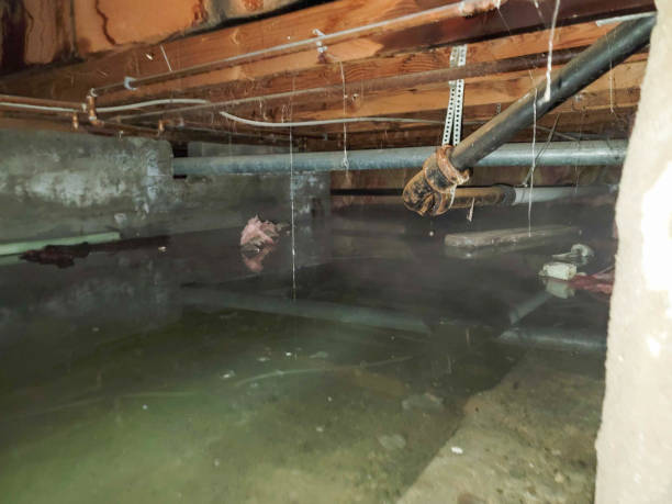 Best Mold removal after water damage  in Corbin, KY