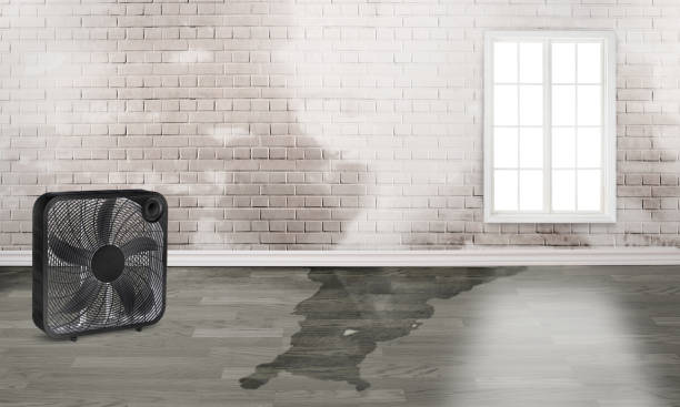 Best Mold removal after water damage  in Corbin, KY
